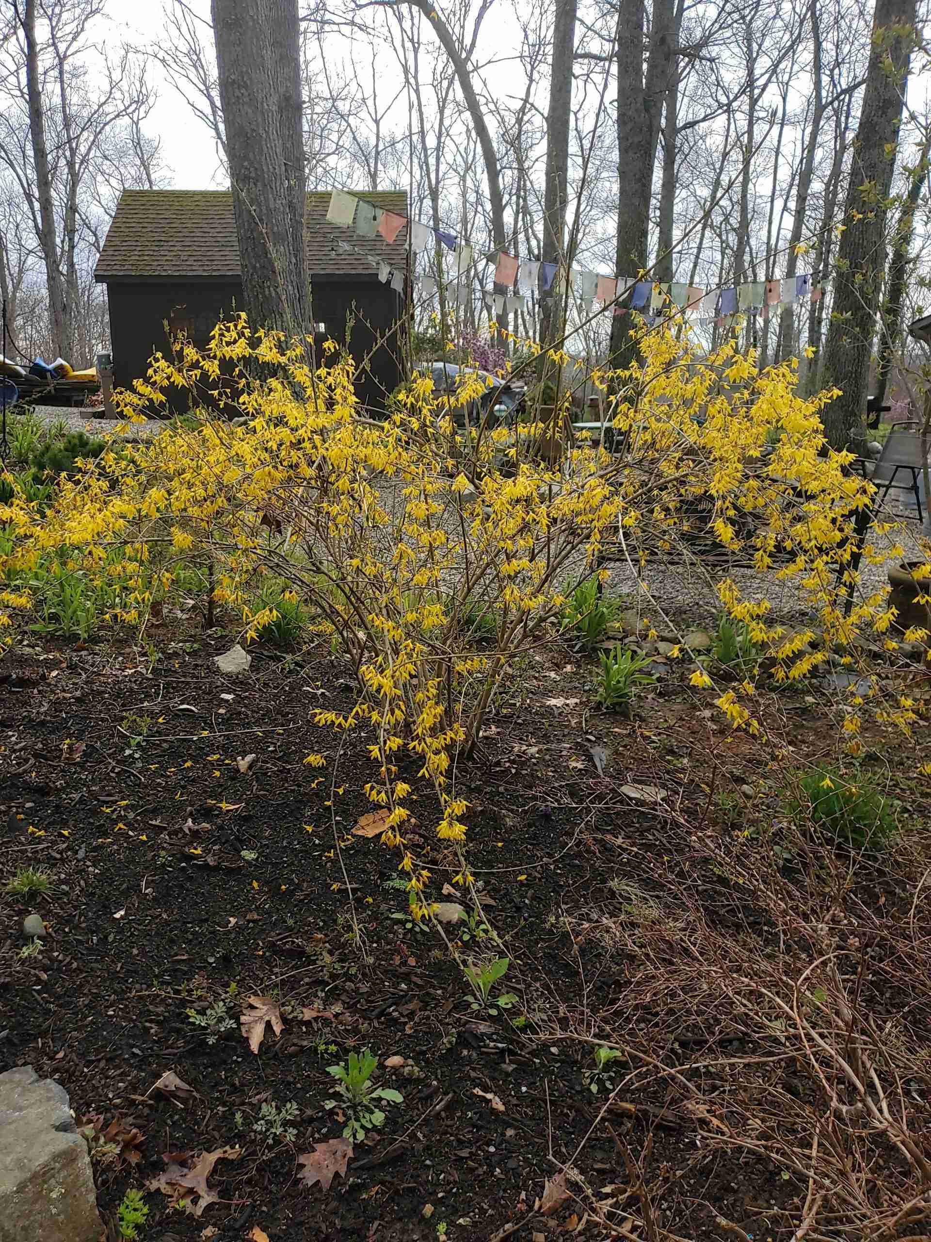 Surprising Benefits And Medicinal Uses For Forsythia - The Outdoor Apothecary