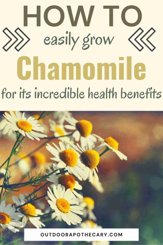 The Outdoor Apothecary growing chamomile
