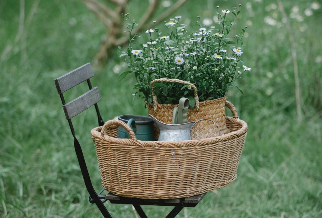 The Outdoor Apothecary growing chamomile