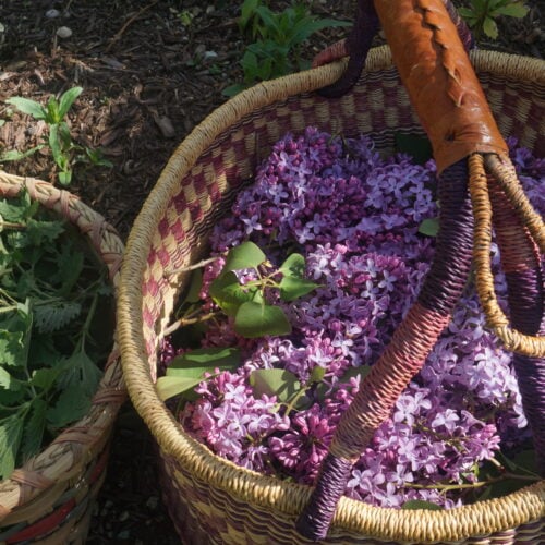 health benefits of lilacs - lilacs I foraged in a basket