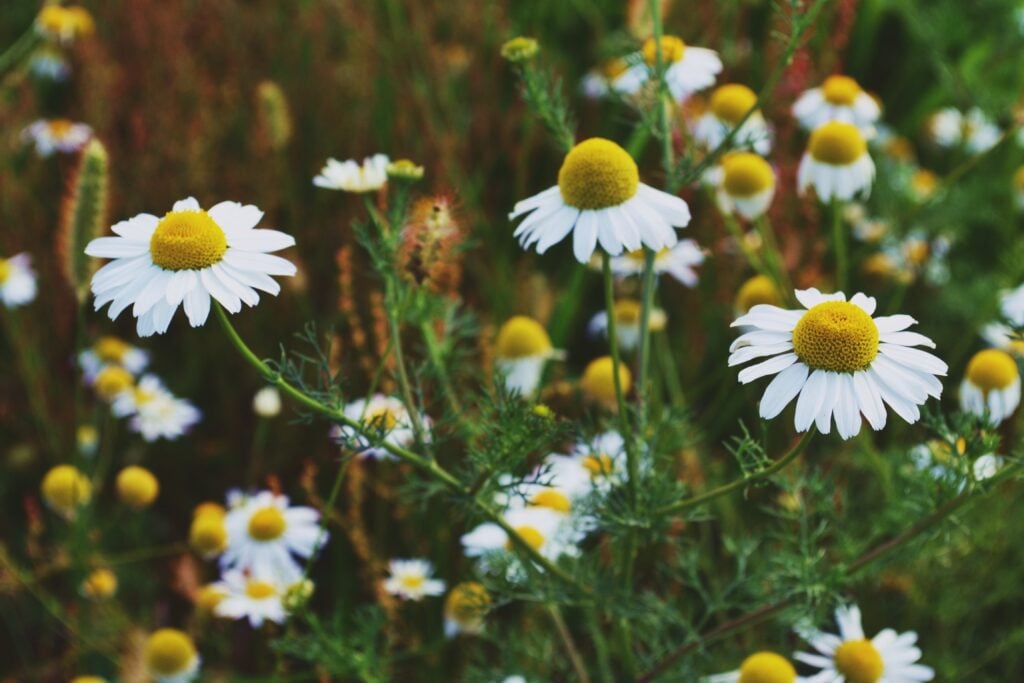 The Outdoor Apothecary growing chamomile