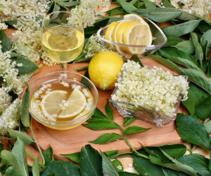 The Outdoor Apothecary elderflower wine