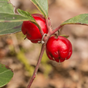 wintergreen folklore