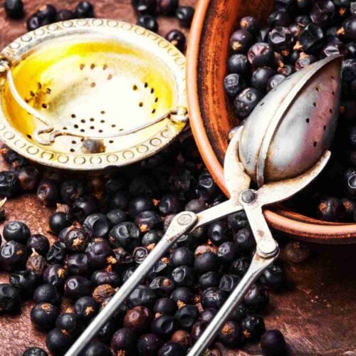 The Outdoor Apothecary benefits of juniper