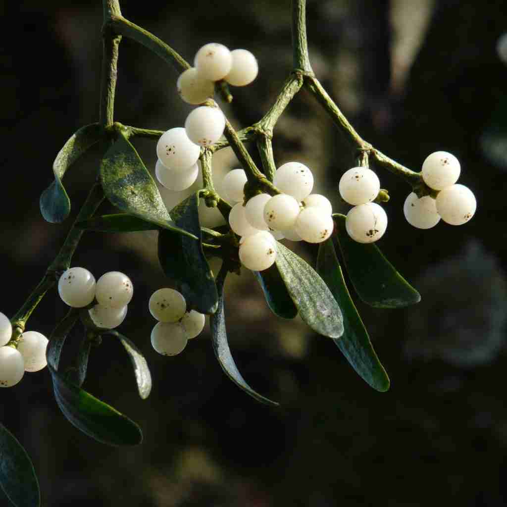 The Outdoor Apothecary pagan holidays