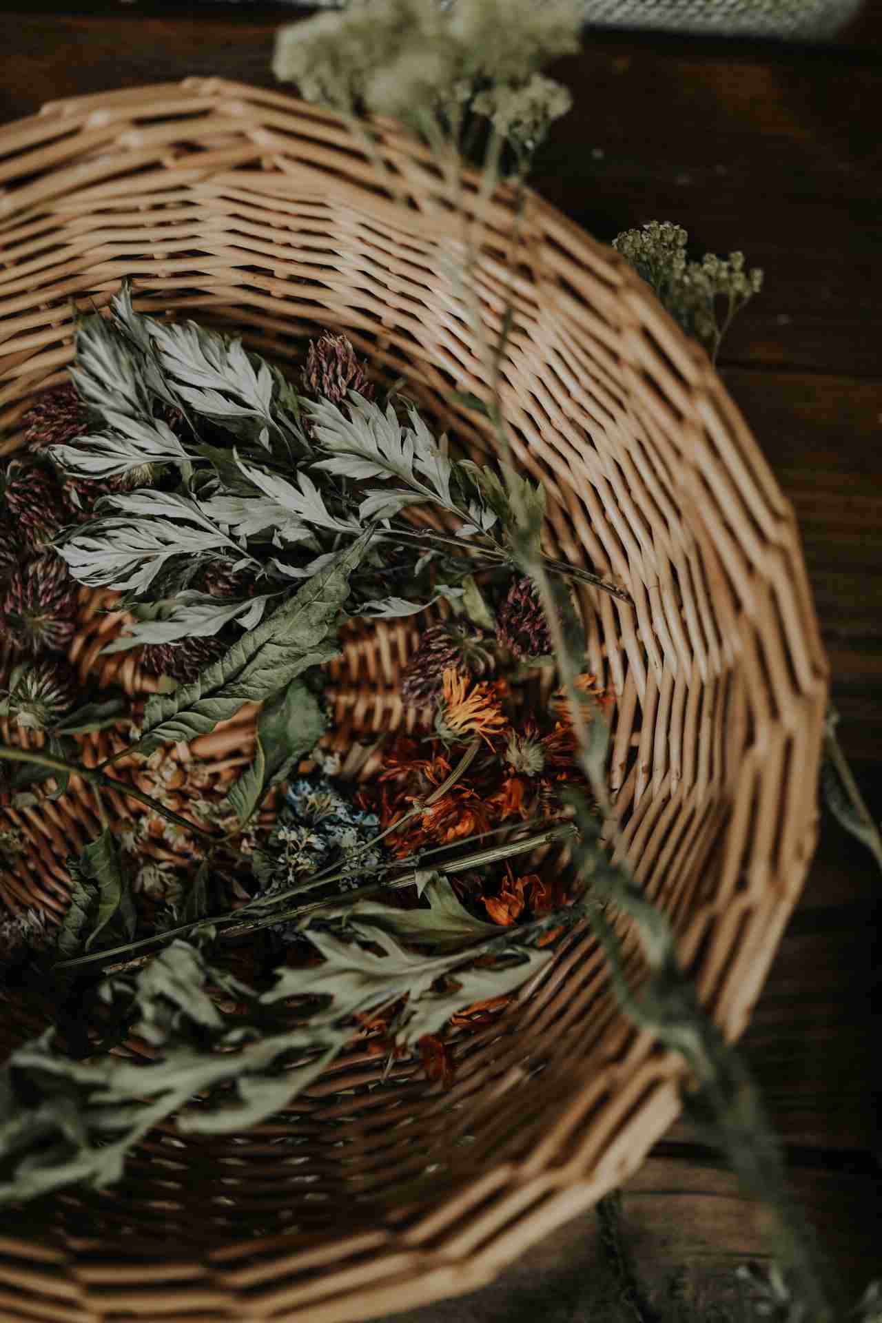 wildcraft-squarespace+template-basket-herbs-mugwort-yarrow oa home