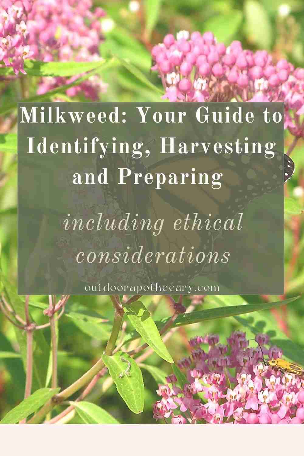 milkweed
