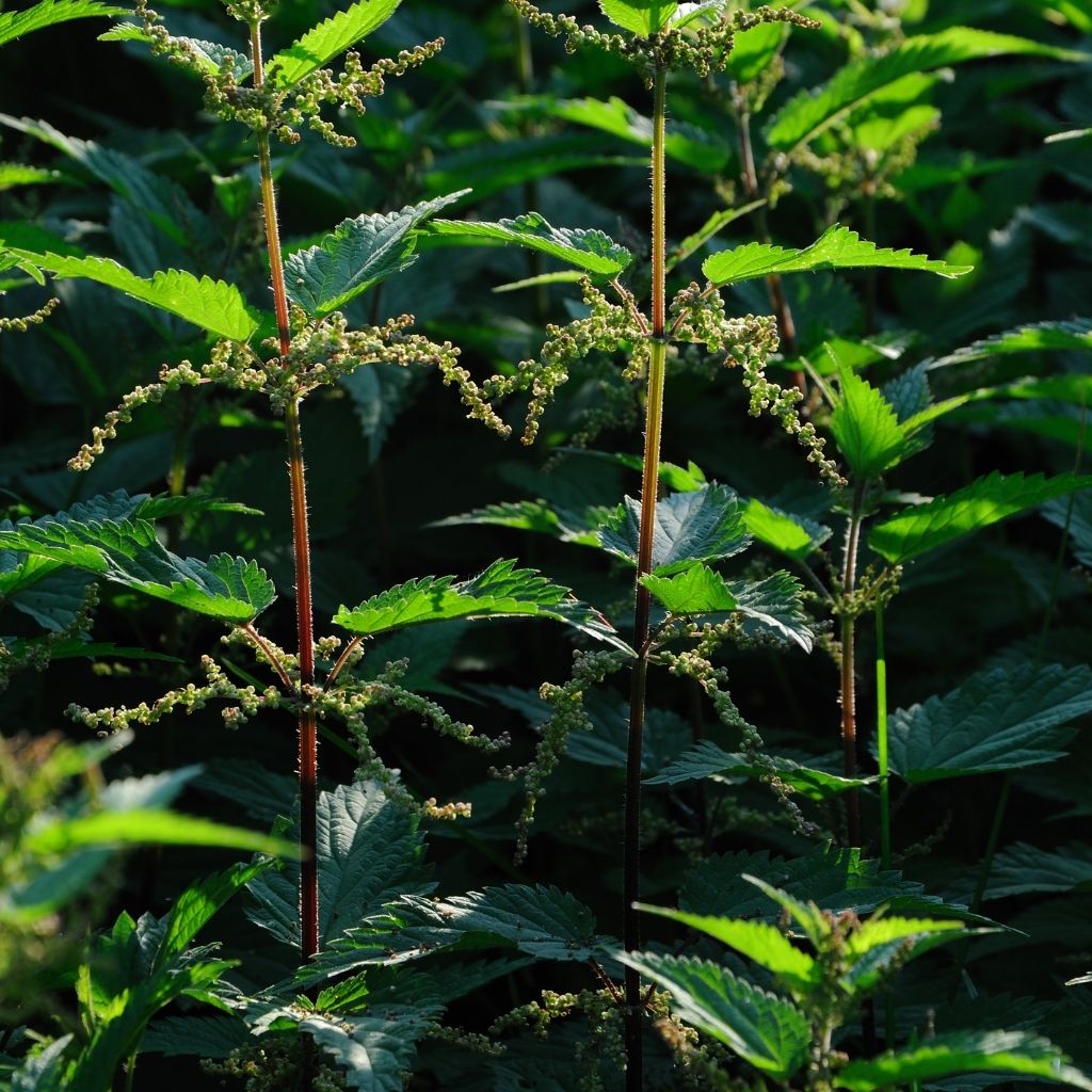 Foraging For Stinging Nettle And 5 Amazing Benefits You Didn't Know ...