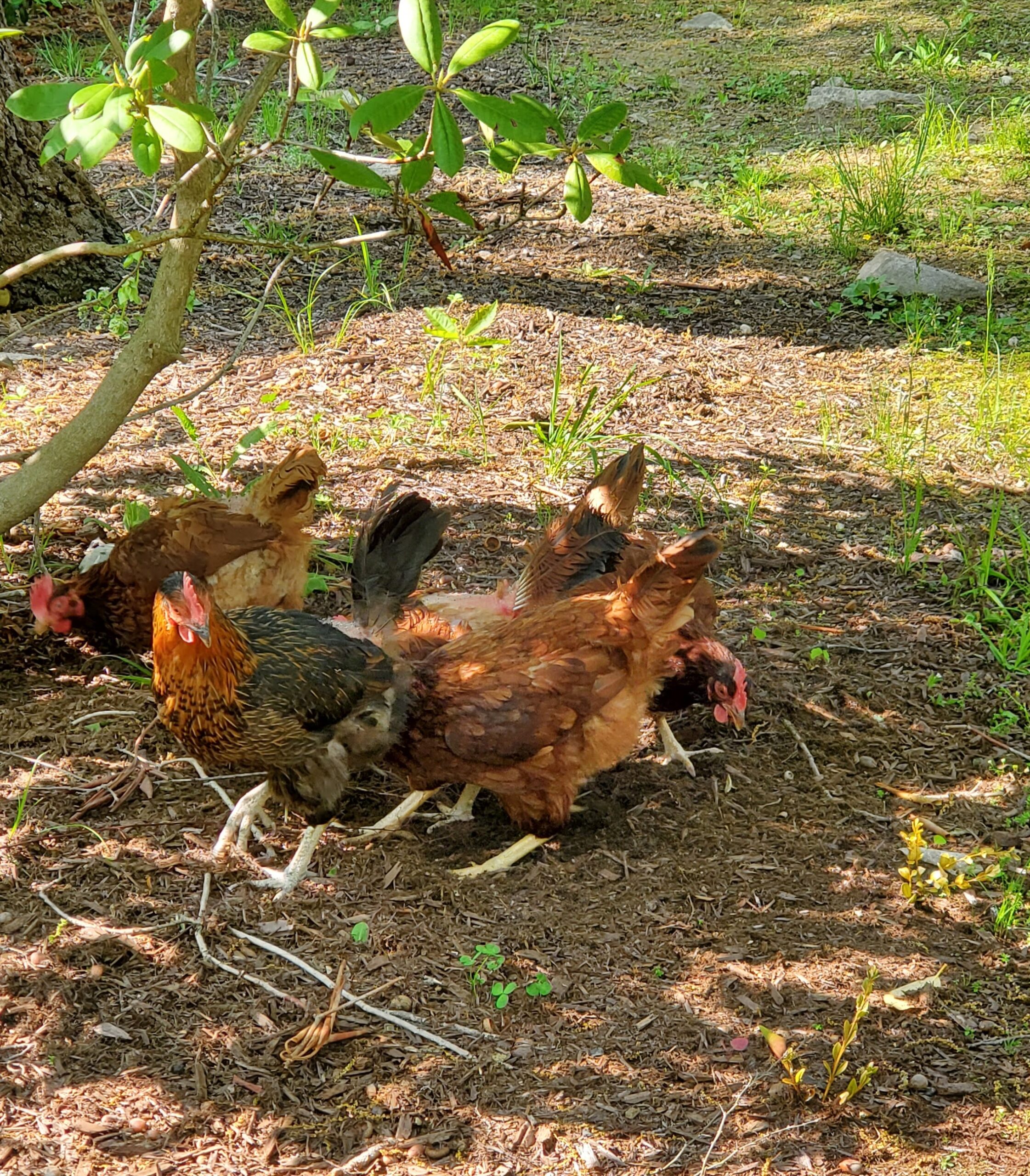 5 Amazing Environmental Benefits Of Raising Chickens - The Outdoor ...
