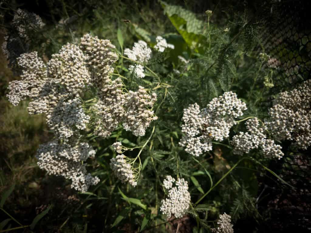 yarrow tea