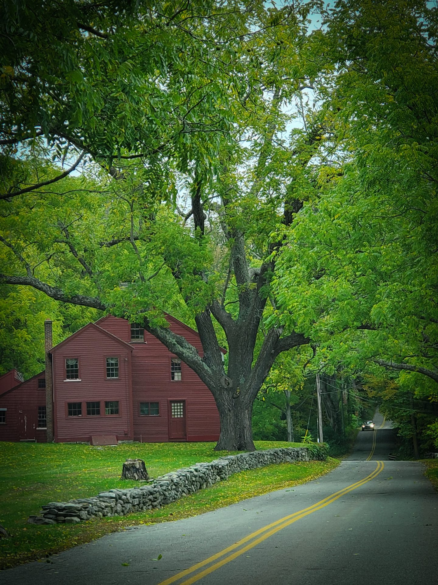 harvesting black walnuts - black walnut