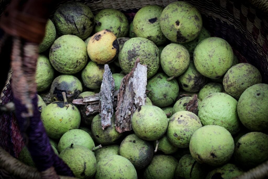 The Outdoor Apothecary harvesting black walnuts- black walnut