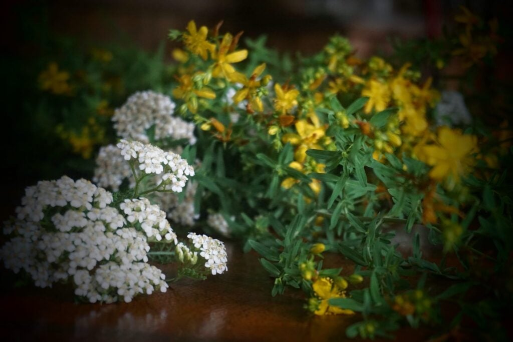 The Outdoor Apothecary yarrow salve
