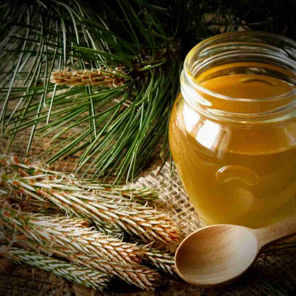 Easy Pine Needle Cough Syrup: Only 3 Ingredients - The Outdoor Apothecary