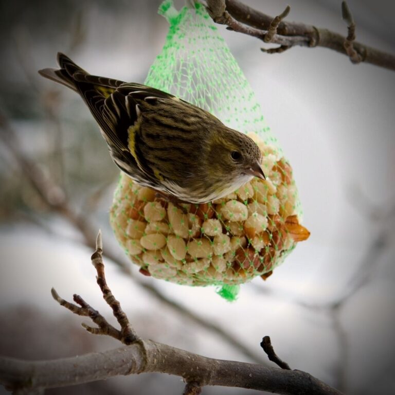 Homemade Bird Food: 3 Fun Recipes To Keep Backyard Birds Happy - The ...