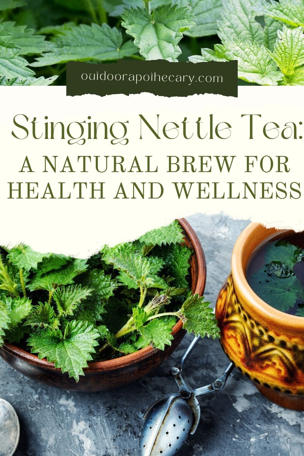 The Outdoor Apothecary stinging nettle