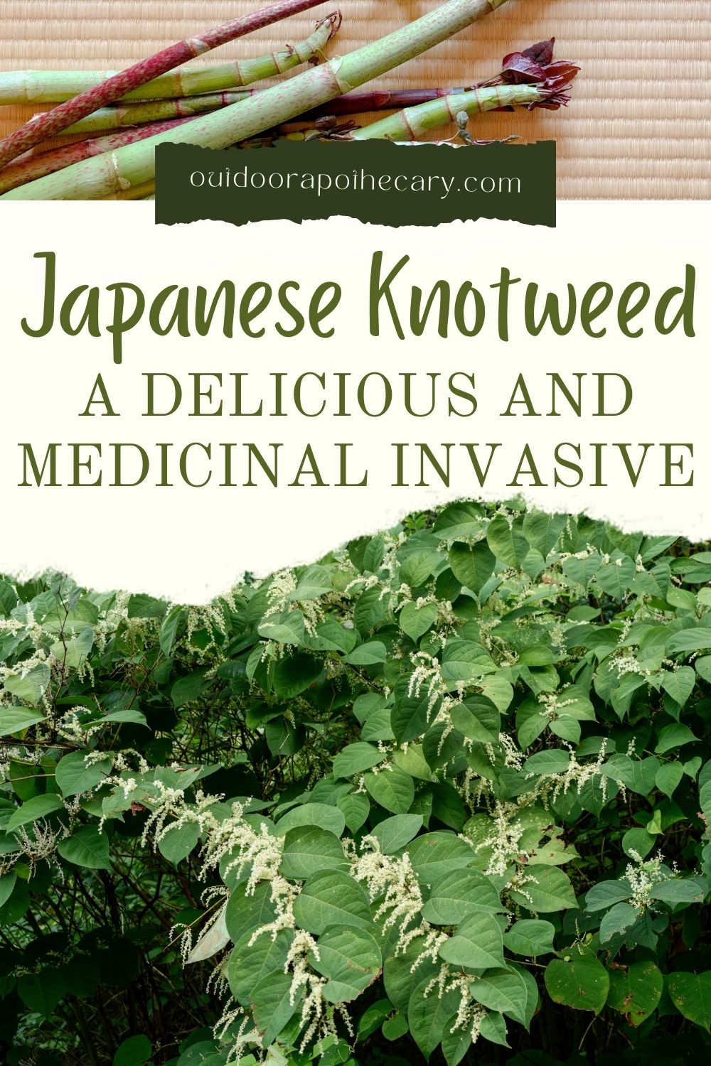 Japanese Knotweed A Delicious And Medicinal Invasive The Outdoor Japanese Knotweed A Delicious And Medicinal Invasive The Outdoor