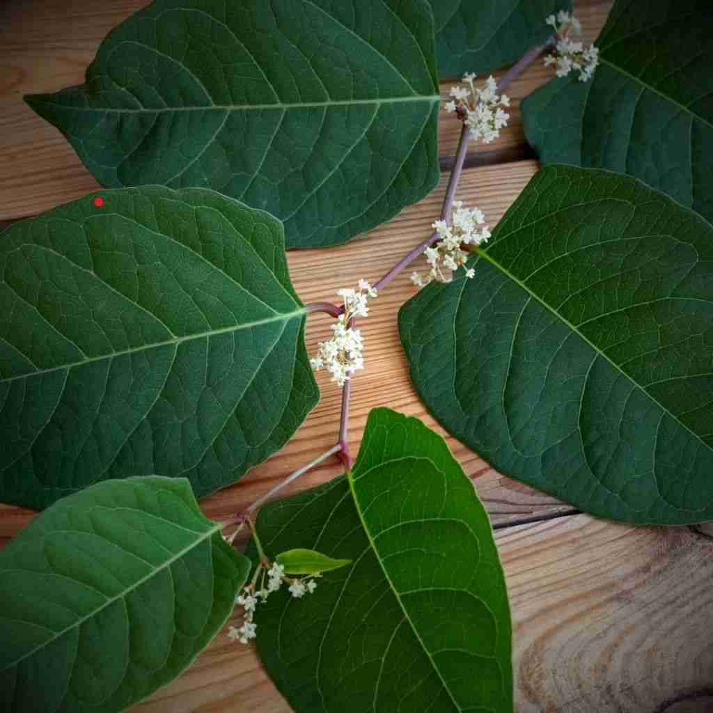 japanese knotweed