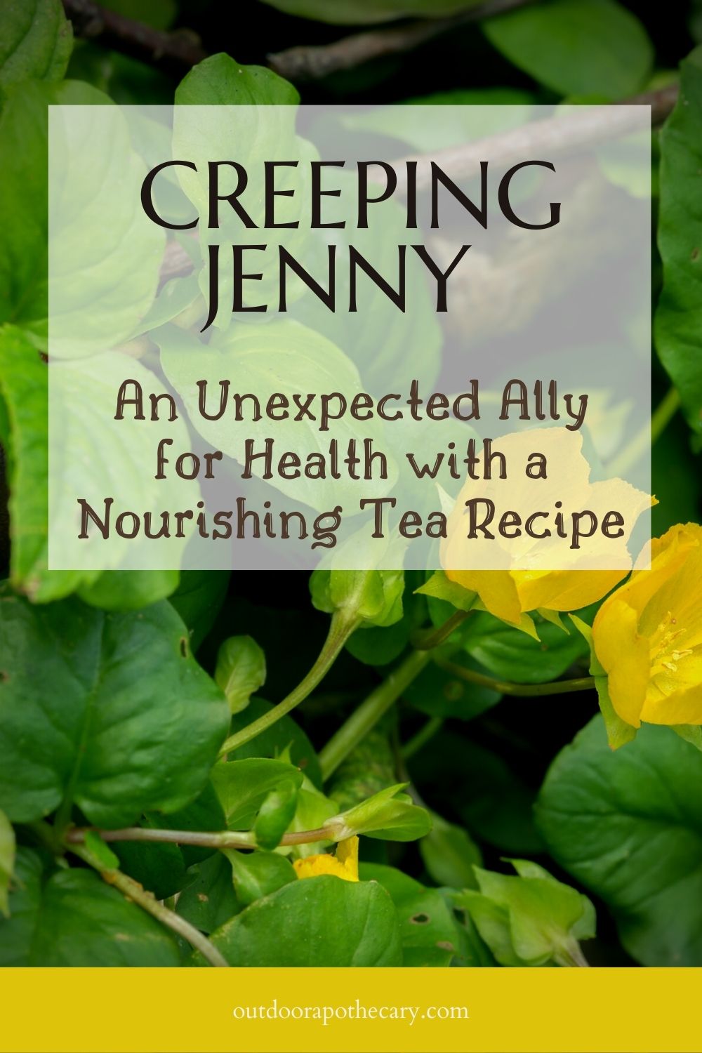The Outdoor Apothecary Creeping Jenny