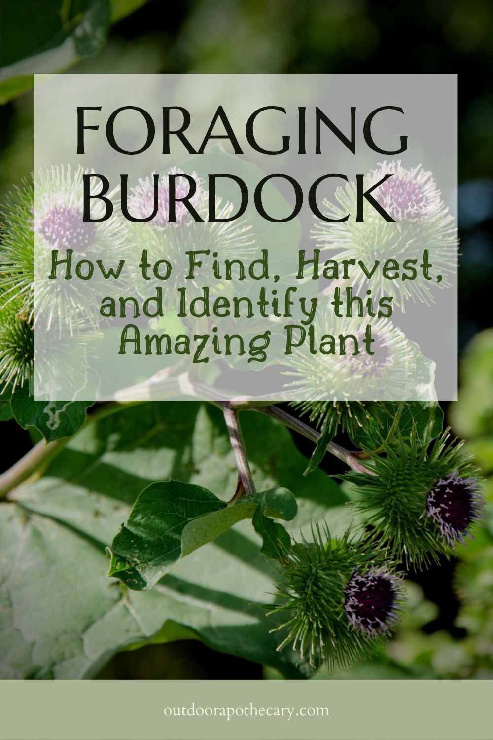 foraging burdock