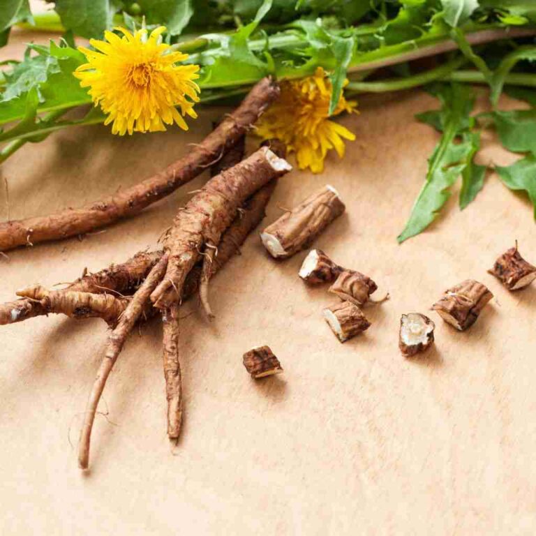 Where Can I Find Dandelion Root Dandelion Root Tea: A Nutritious Gift From Mother Nature - The Outdoor
