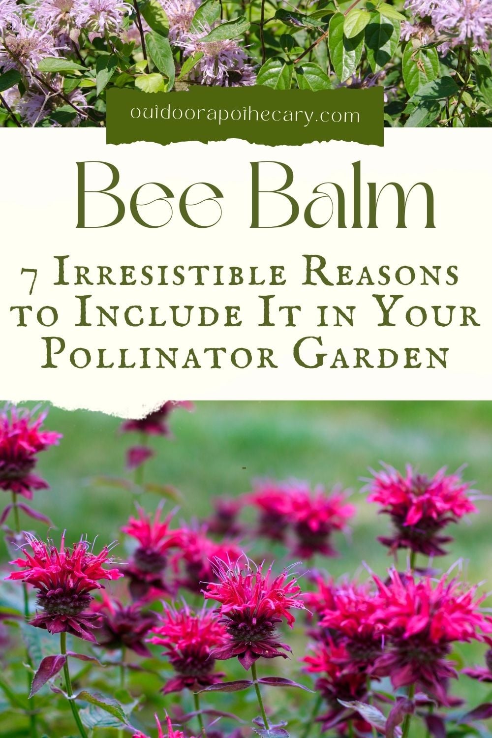 bee balm