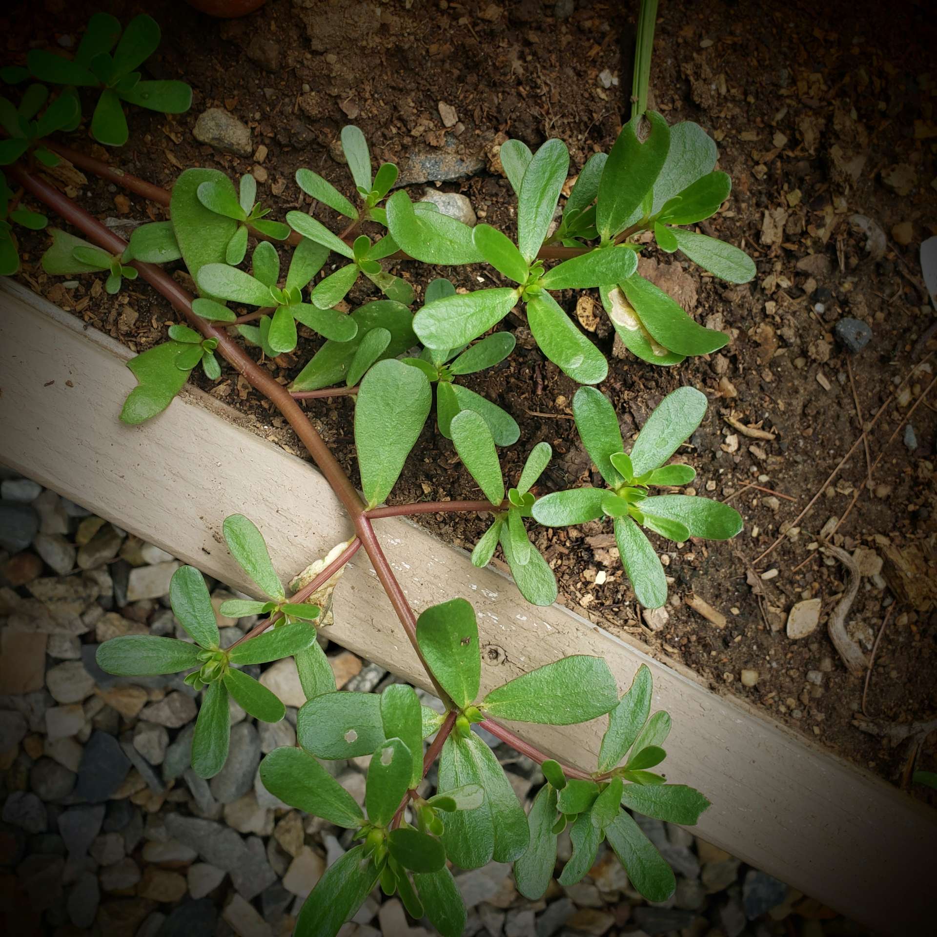 purslane recipe