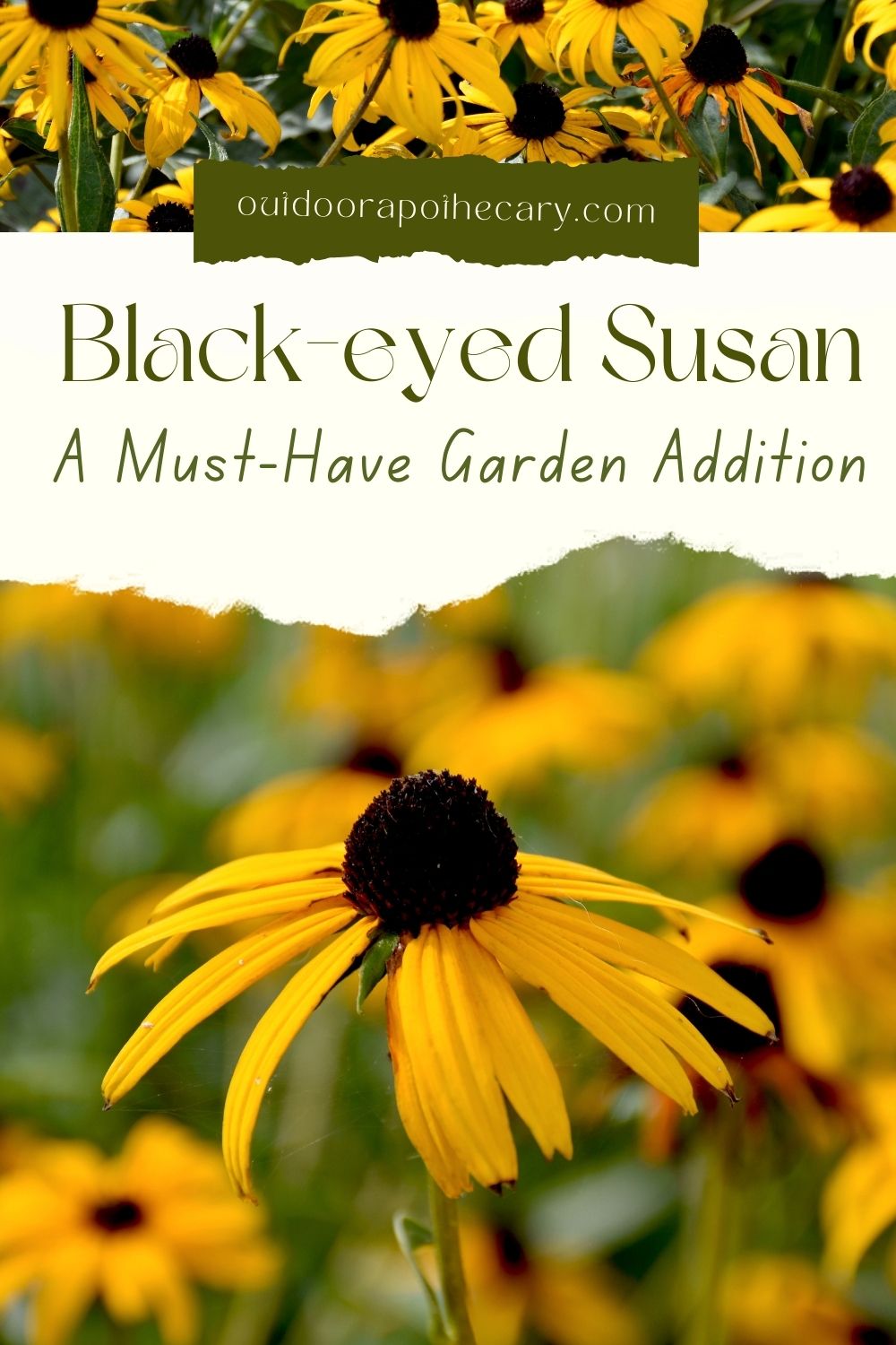 The Outdoor Apothecary Black-eyed Susan