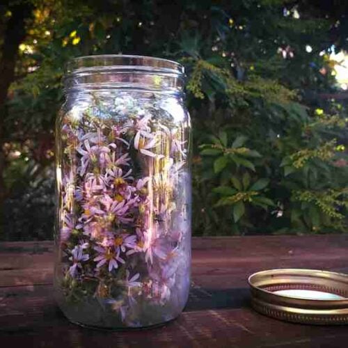 New England aster tincture