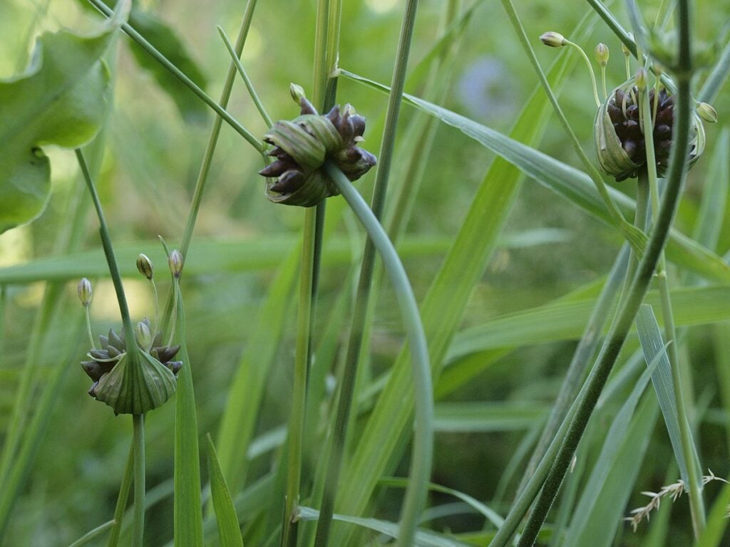 The Outdoor Apothecary field garlic