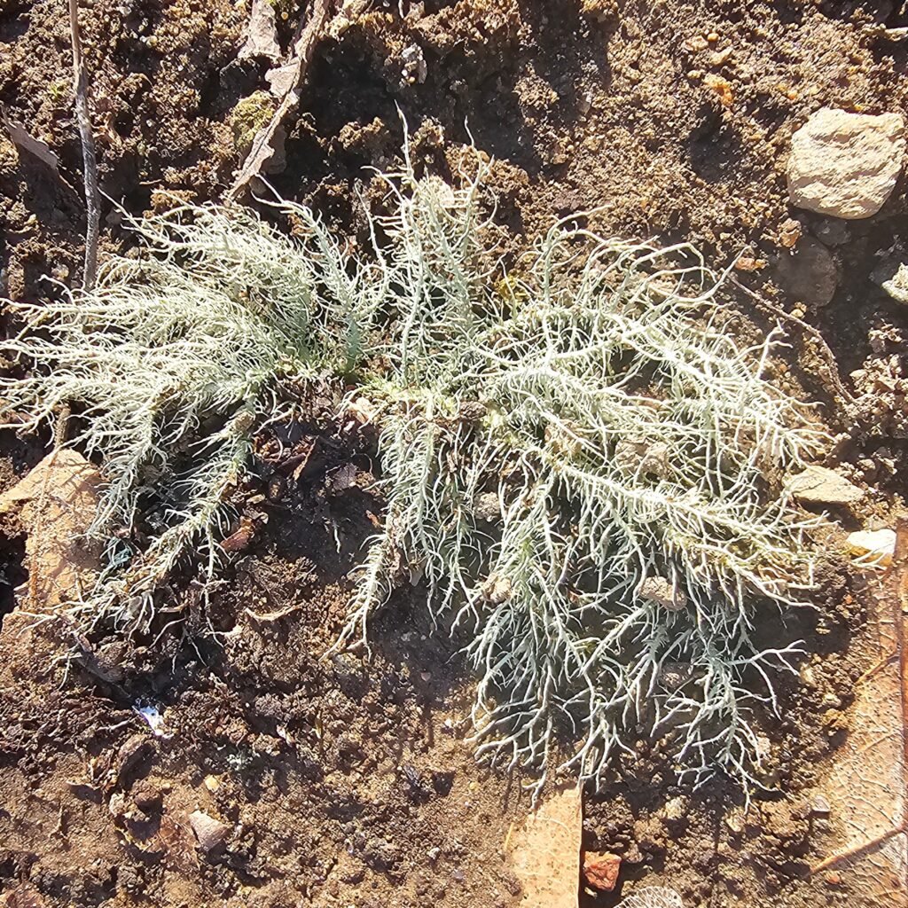 The Outdoor Apothecary foraging usnea