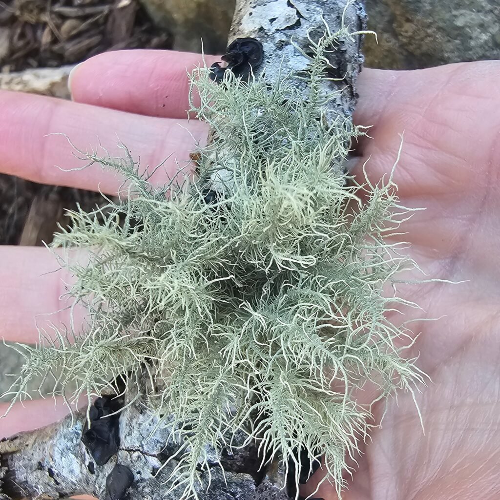 The Outdoor Apothecary foraging usnea