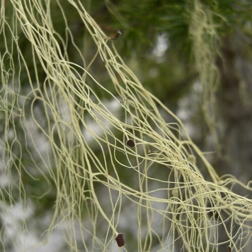 The Outdoor Apothecary alectoria lichen