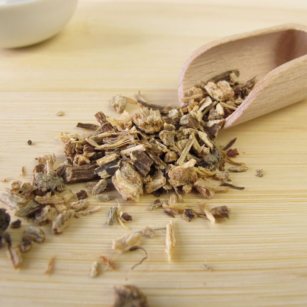 The Outdoor Apothecary echinacea roots