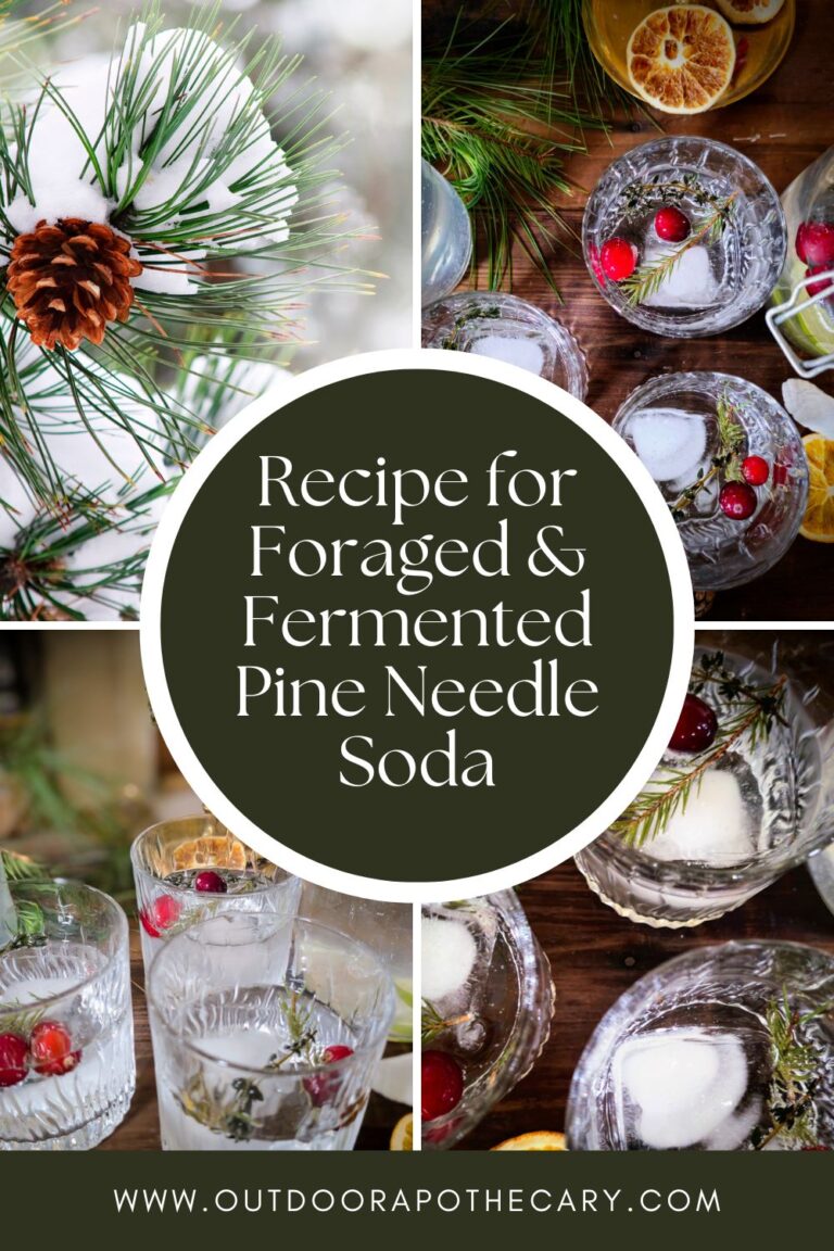 Easy Foraged And Fermented Pine Needle Soda (recipe + Instructions ... - Fermented Food For Queen Pine Turtle Growth