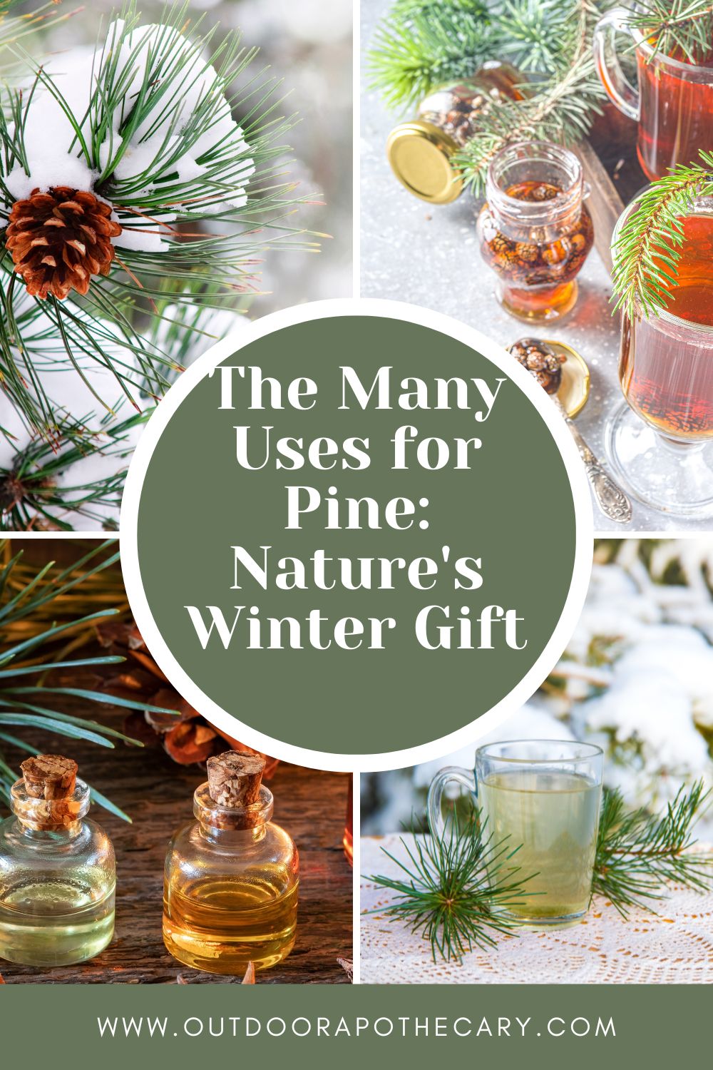The Outdoor Apothecary uses for pine