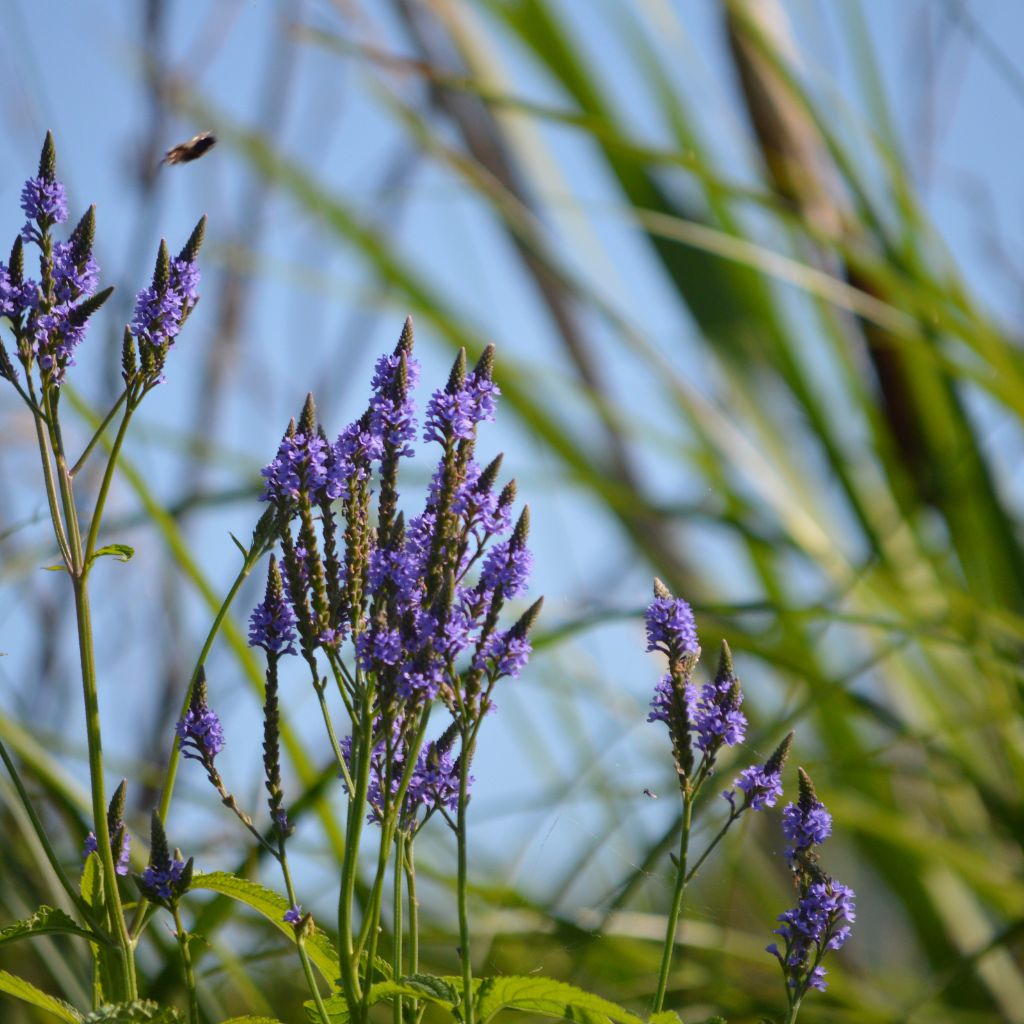 The Outdoor Apothecary blue vervain