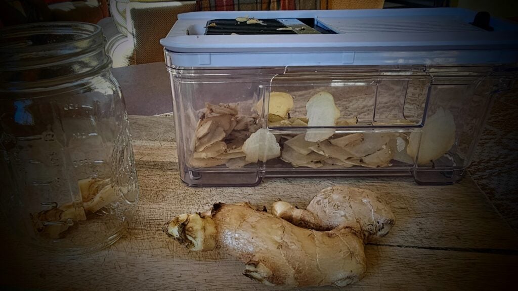 fermented giinger honey