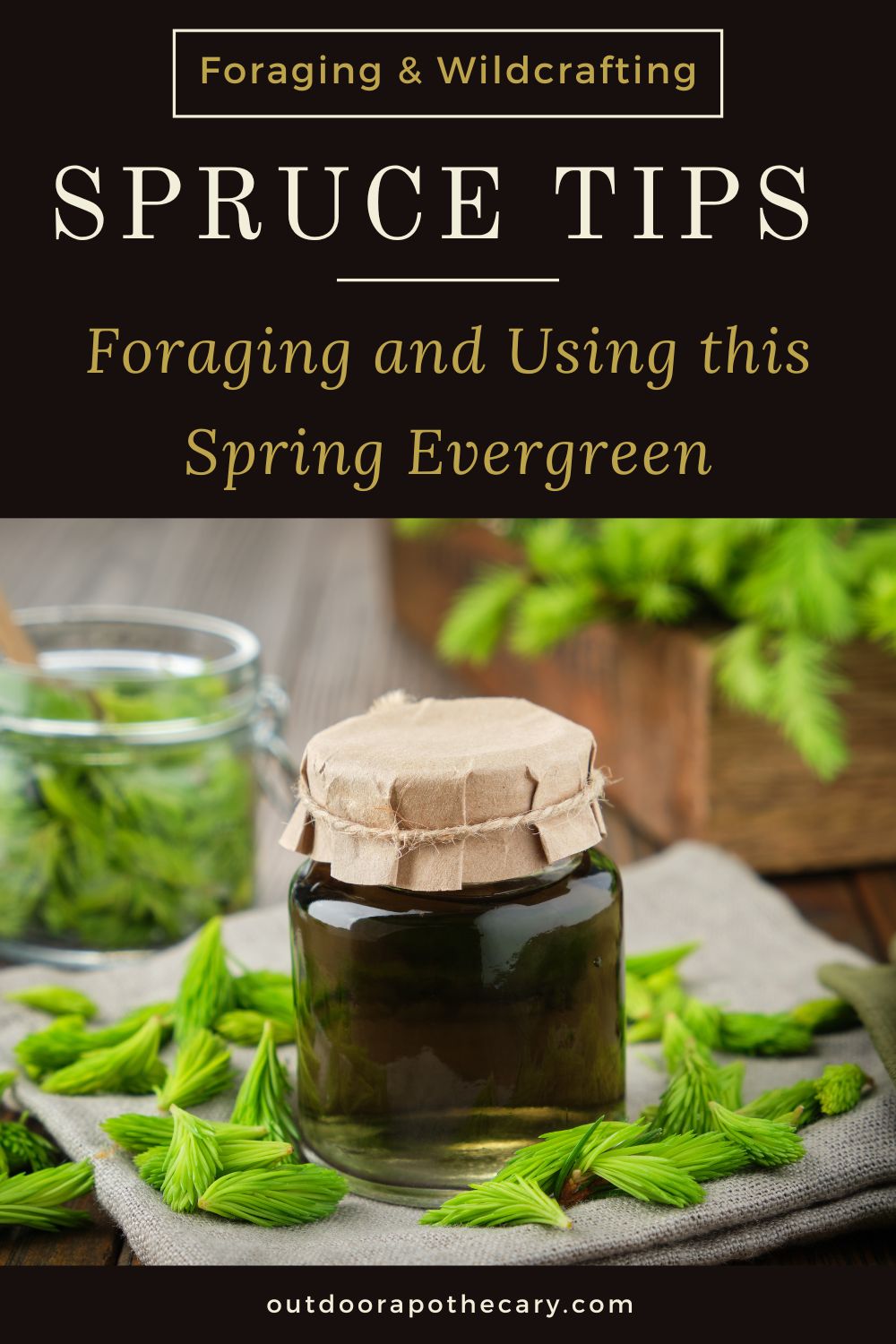 spruce tips: Foraging and Using this Spring Evergreen