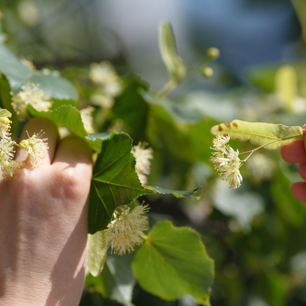 the medicine and magic of the linden tree