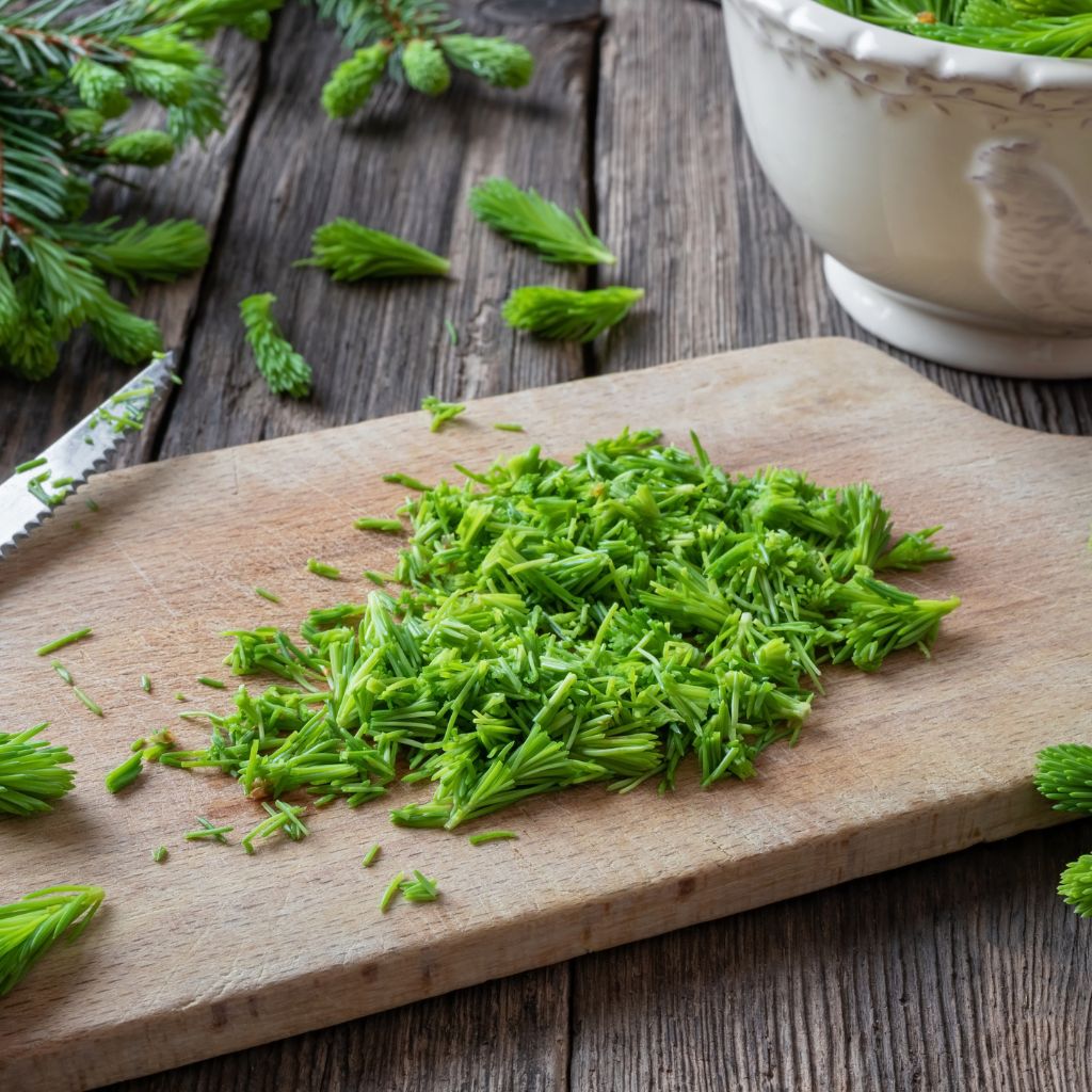 chopped spruce tips for cooking and culinary use