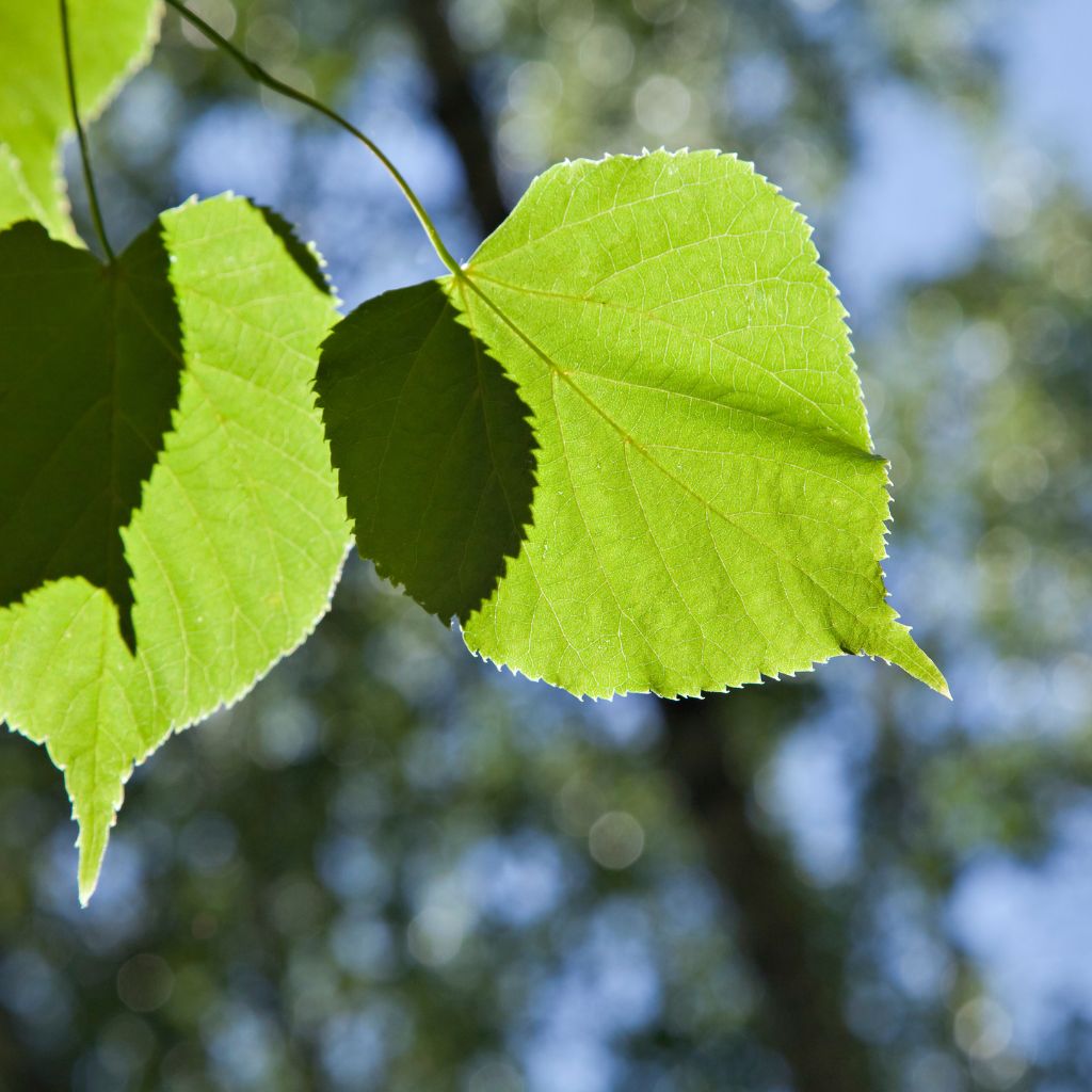 The Magic And Traditional Uses Of The Basswood Tree - The Outdoor Apothecary, image size:1024x1024