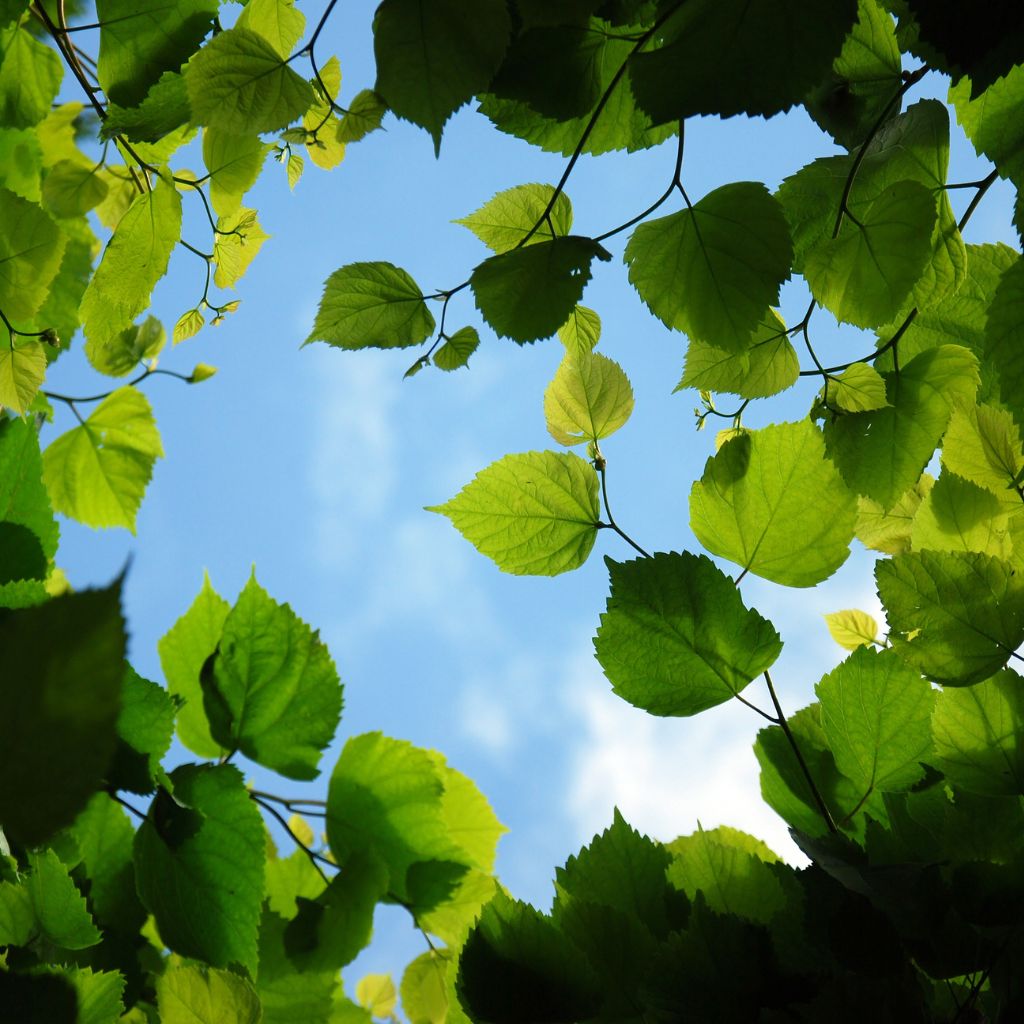 basswood tree leaves canopy