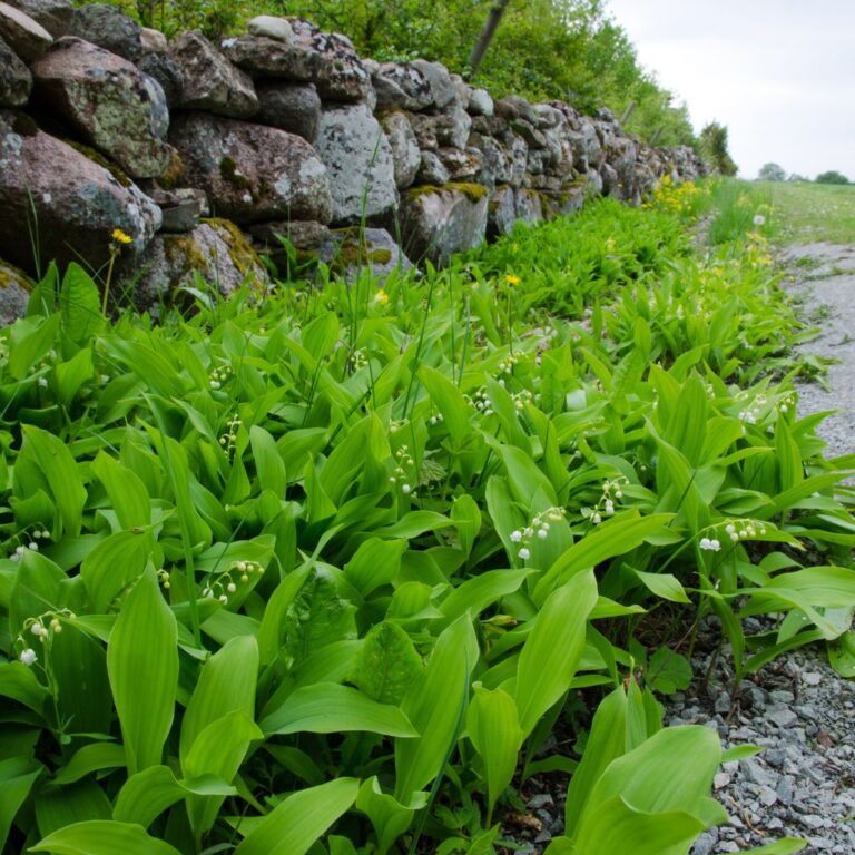 Ramps Vs Lily Of The Valley: Safety Tips For Foragers - The Outdoor