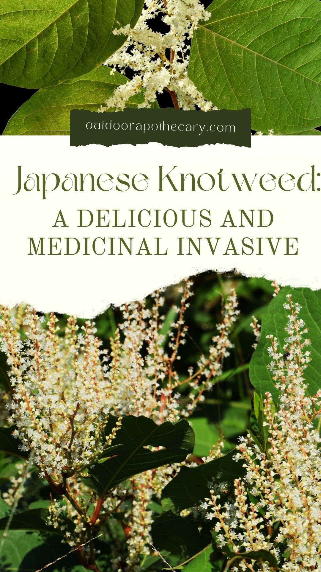 japanese knotweed tincture
