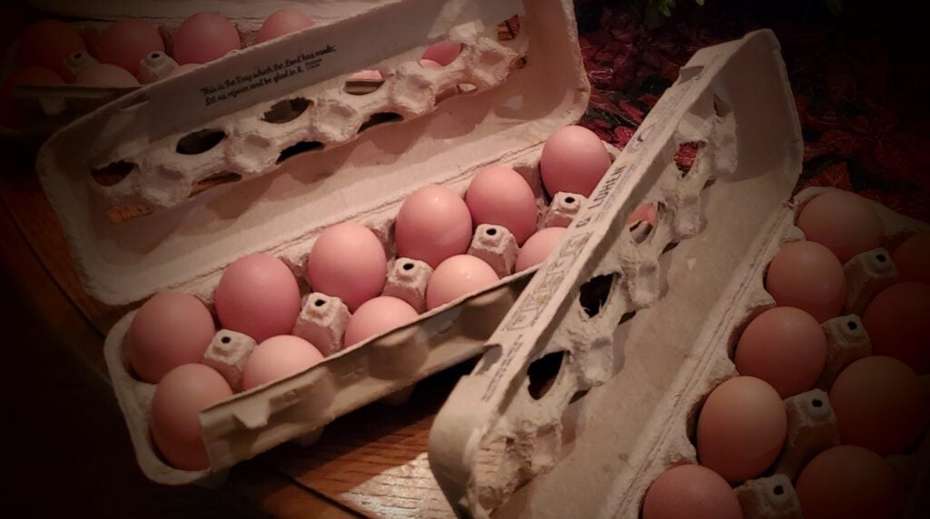 eggs in cartons for pickled eggs recipe