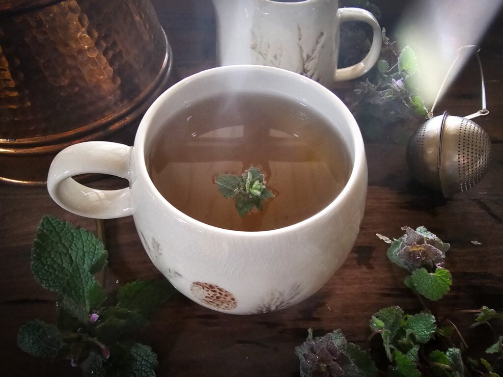 purple dead nettle tea