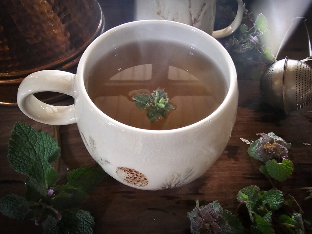 purple dead nettle tea