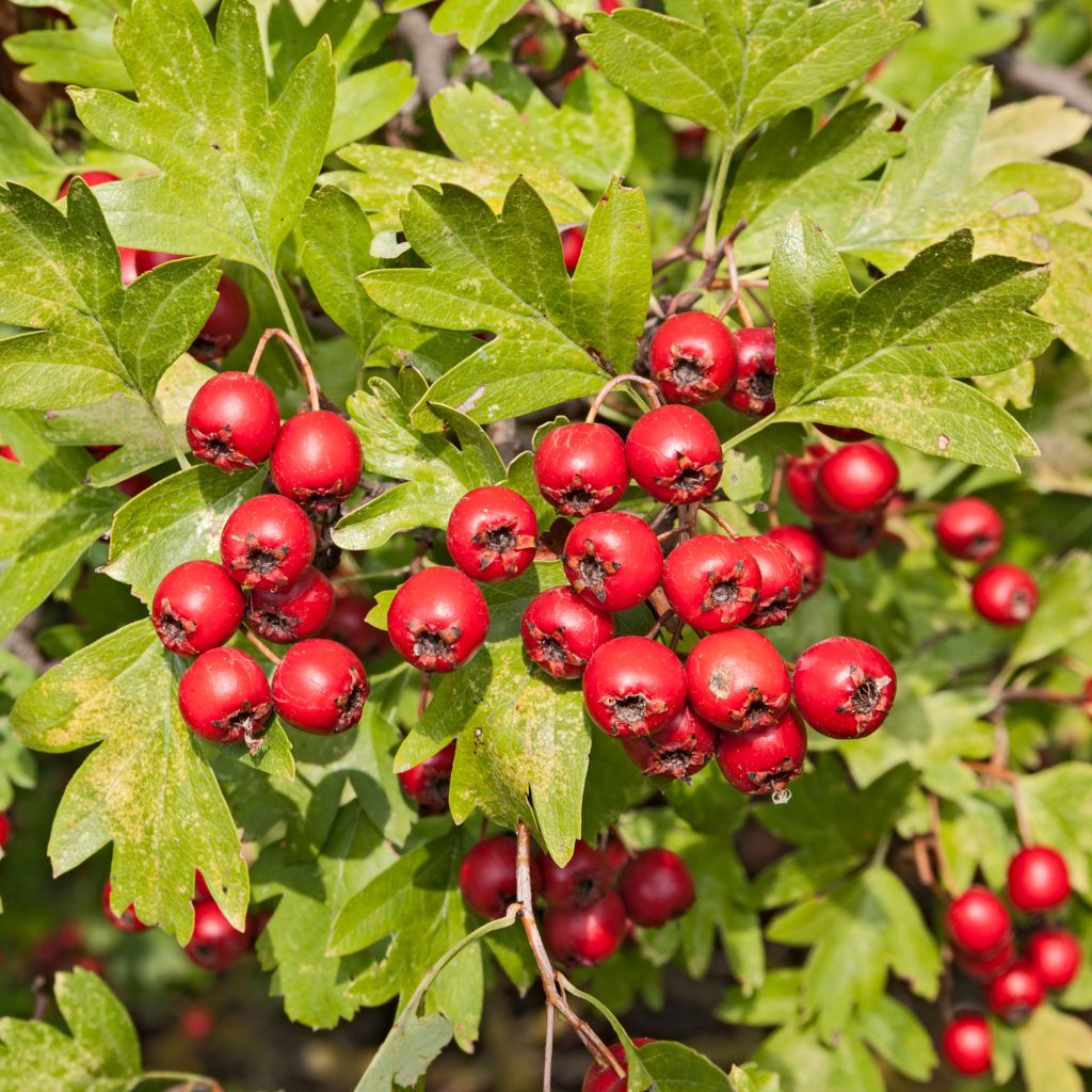 The Outdoor Apothecary spring herbs - hawthorn