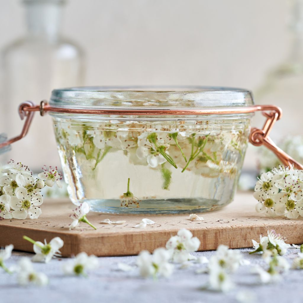 foraging spring herbs for medicine - hawthorn blossoms in glass jar